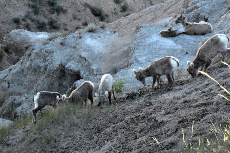 Young bighorn sheep. Photo: Joel Duff