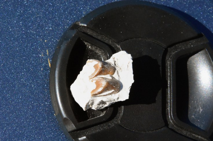A couple of possible oreodont teeth from the badlands of South Dakota. Photo: Joel Duff