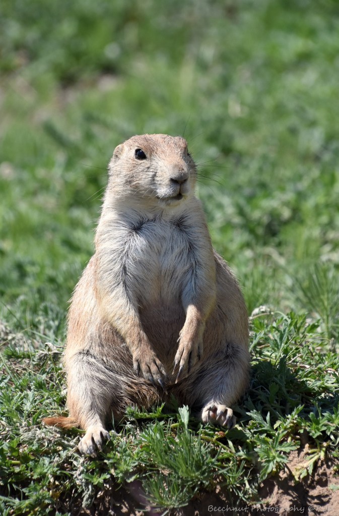 The prarie dogs are more than willing to pose for pictures if you spend a few minutes waiting for them to get used to you. Photo: Joel Duff, June 2016. 