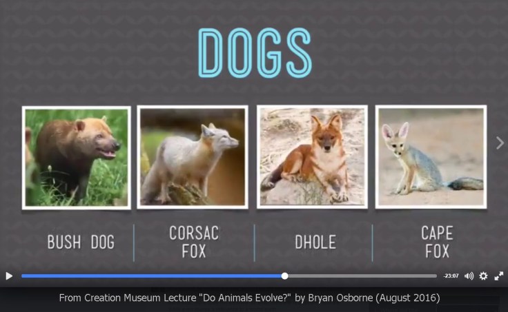 AiG-Osborne-dogs-kinds-speciation-2016