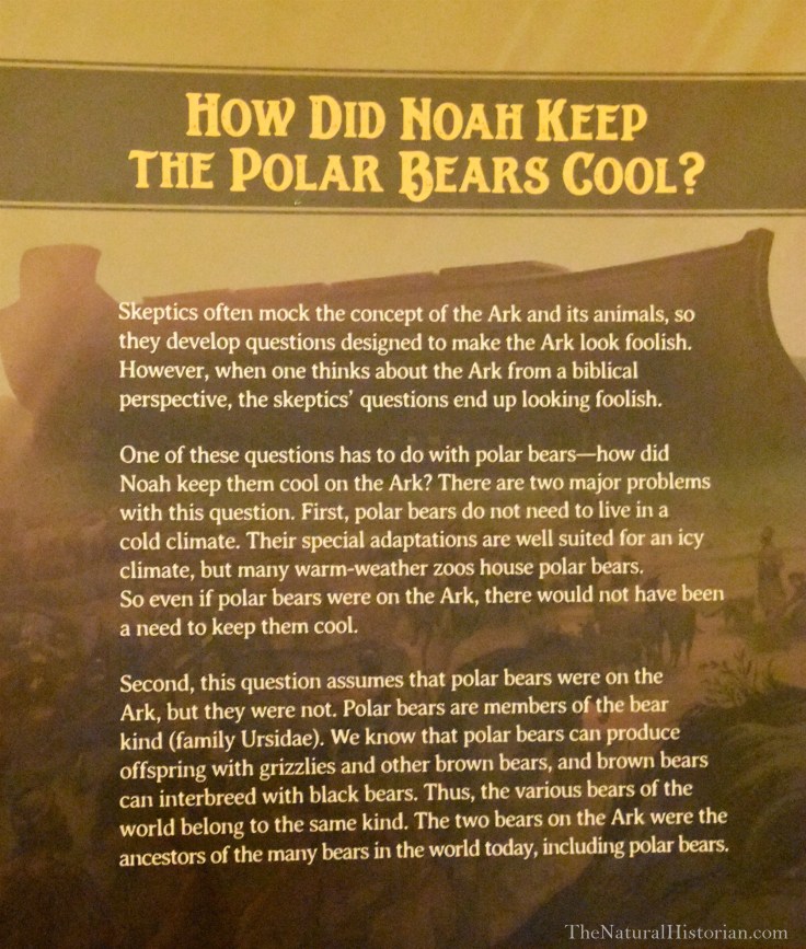 Polar-bears-on-ark-encounter