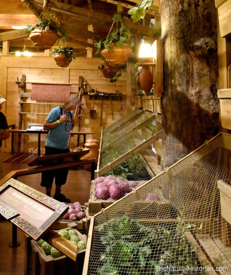 Ark-encounter-domesticated-crops