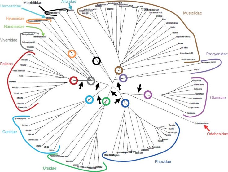 Figure 12 from Dr. Jeanson's article Mitochondrial DNA Clocks Imply Linear Speciation Rates Within “Kinds”. The colors represent families with lines as species. The circles are the presumed common ancestors of the kinds that were on Noah's Ark. 