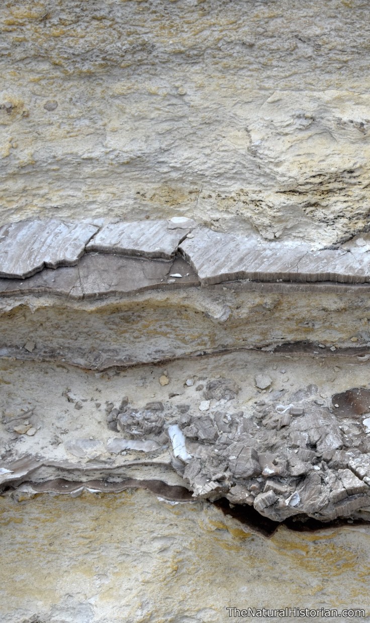 cross-section-monumentrocks-kansas-clamshells