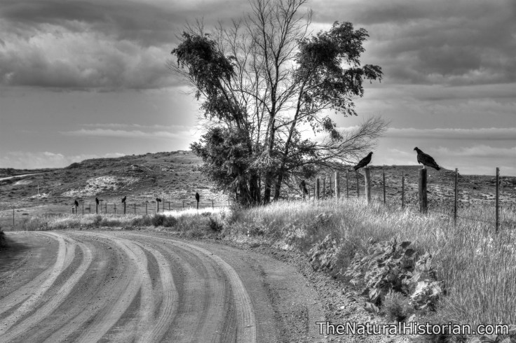 kansas-buzzards-monochrome-beechnut-photos-rjduff
