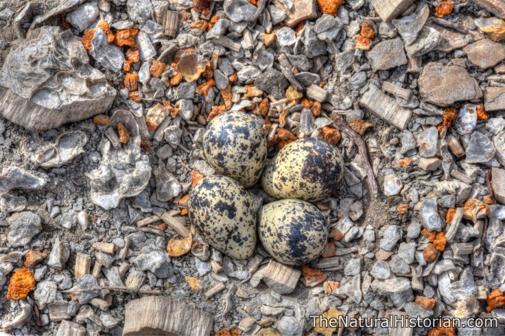 kansas-eggs-monument-rocks-beechnut-photos-rjduff