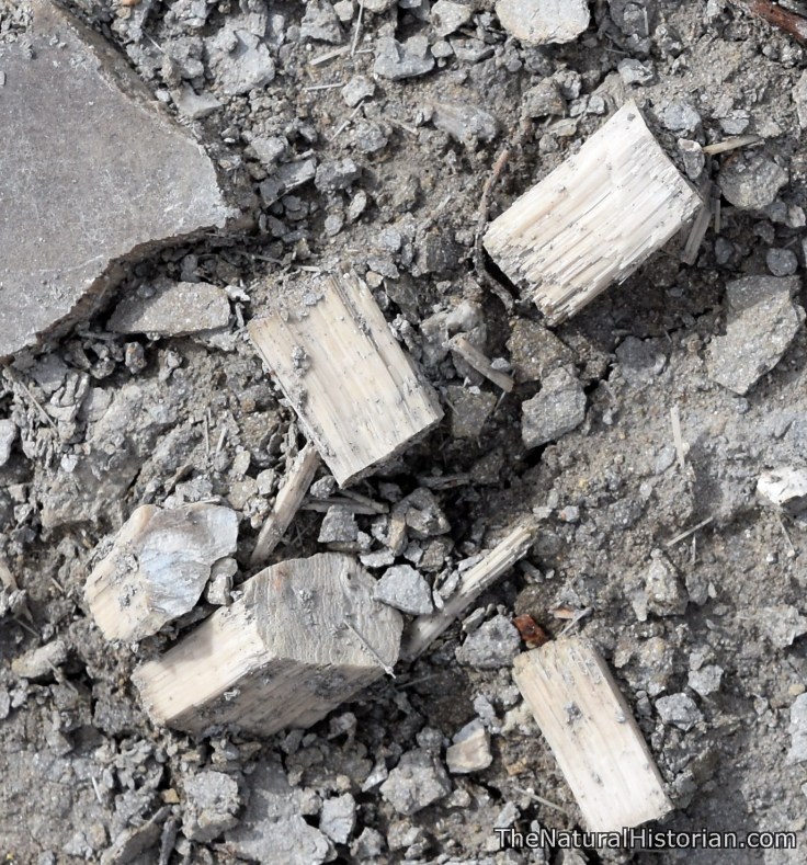 kansas-monumentrocks-giantclamshellfragmentscloseup