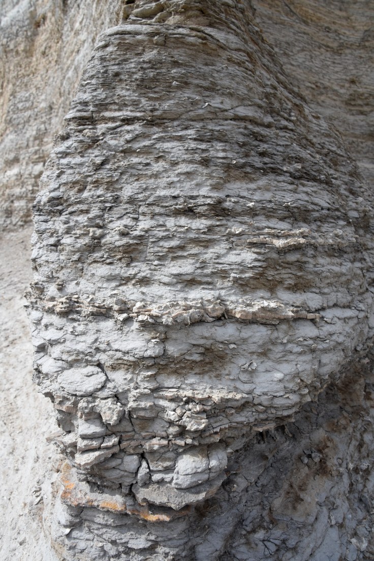 monument-rocks-closeupofwall-clamshellsabundant