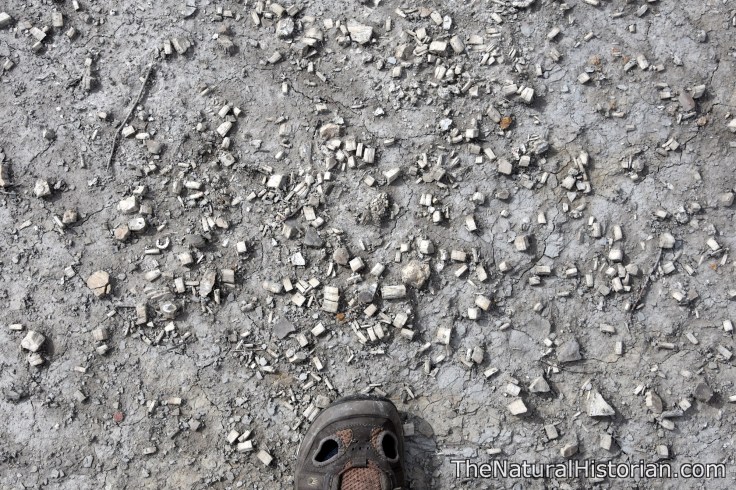 monument-rocks-kansas-giantclamfragments