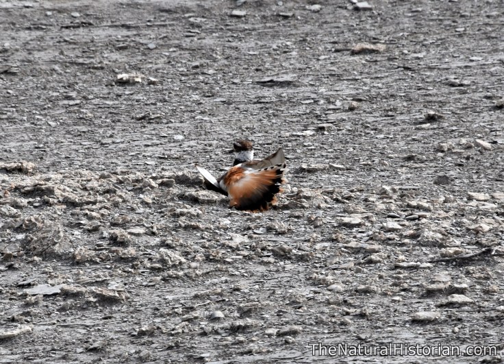 monumentrocks-kansas-killdeer-brokenwing-distraction