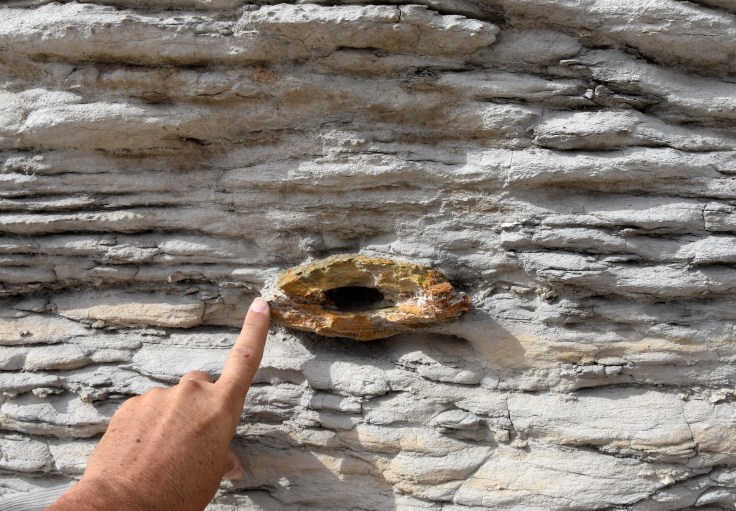 monumentrocks-unknownfossil-alsogiantclamshell-kansas