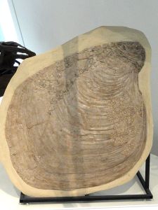 Platyceramus platinus with Pseudoperna congesta growing on it, Gove County, Kansas, USA, Late Cretaceous - Royal Ontario Museum. Image from Wikipedia