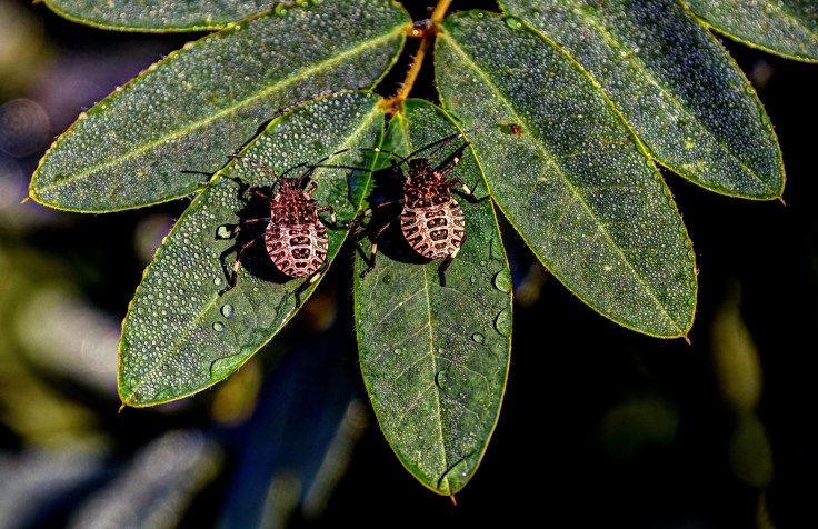 weevils-fusioncontrast-beechnut-photos-rjduff