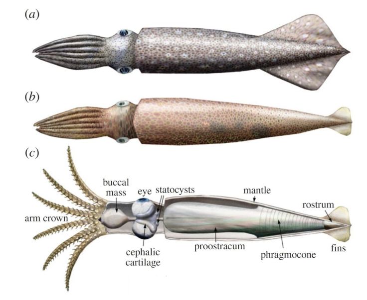 Acanthoteuthis in life. From Klug et al., 2016.