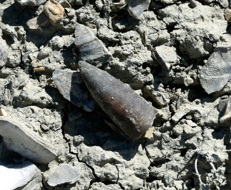 belamite-500-sheepmnt