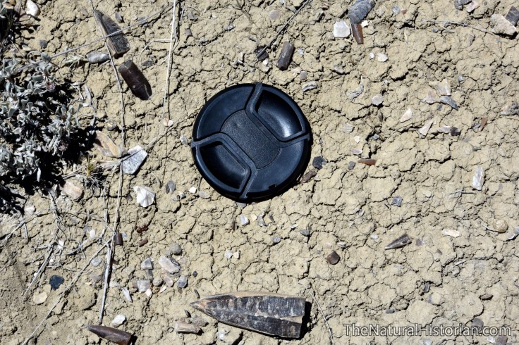 belemnite-dinosaurhikestensleep-bighornbasin