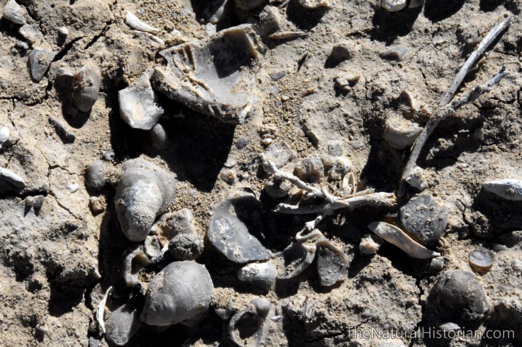 gryphaea-red-gulch-wyoming