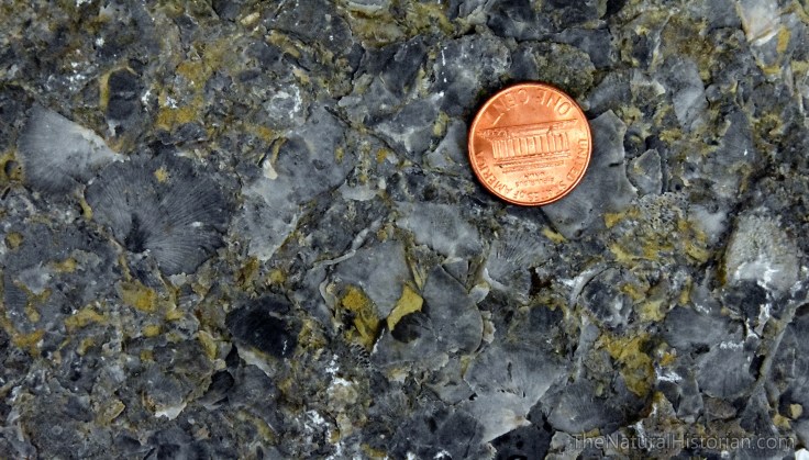 ordovician-fossils-ark-encounter-kentucky