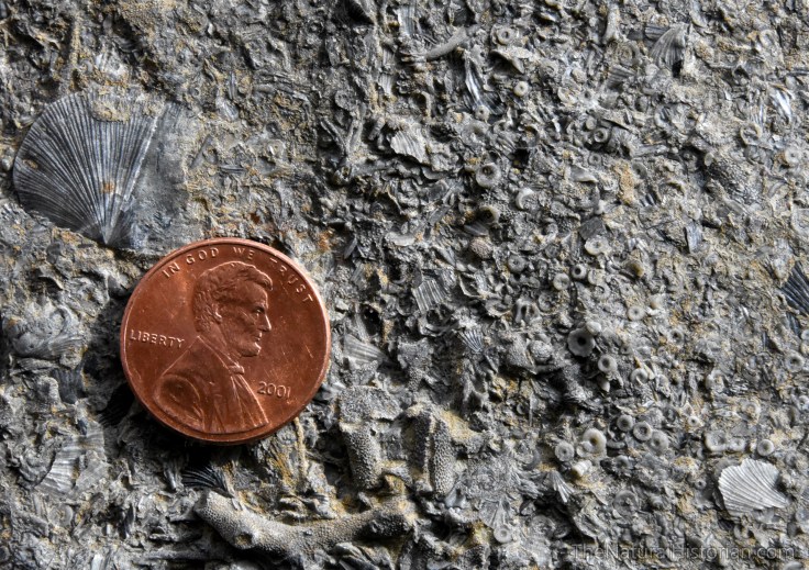 ordovician-fossils-ark-encounter-kentucky2