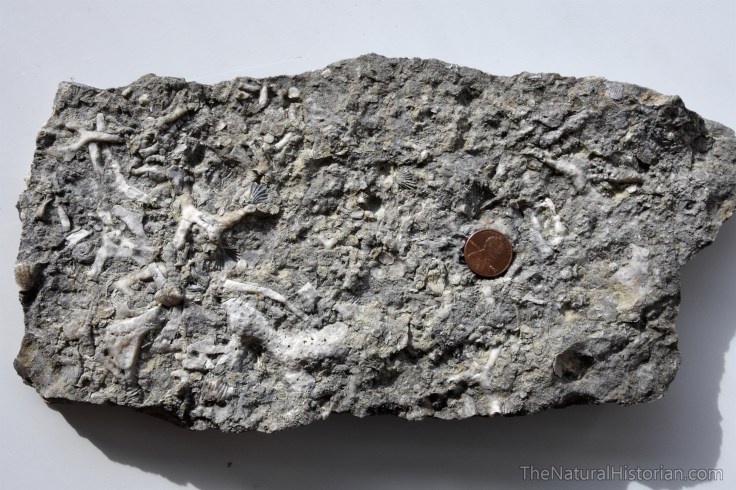 ordovician-fossils-bryozoans-ark-encounter-kentucky-williamstown