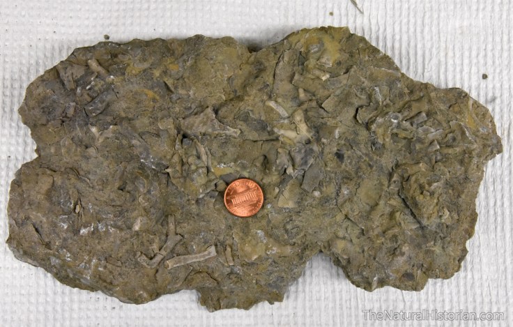 ordovician-fossils-bryozoans-ark-encounter-kentucky