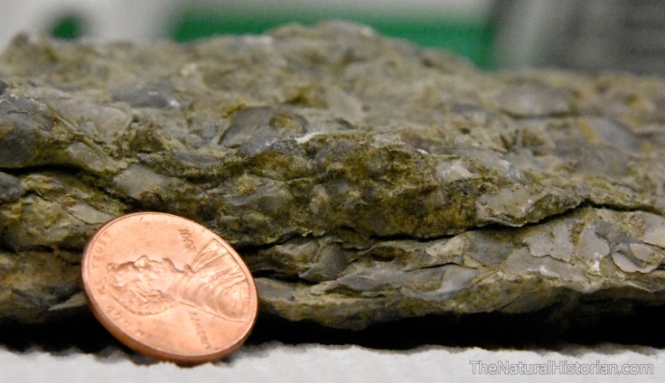 ordovician-fossils-stacked-ark-encounter-kentucky