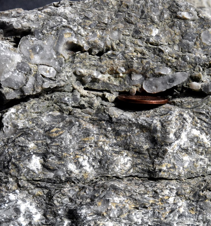 ordovician-verticalsection-fossils-roadcut-kentucky-williamstown