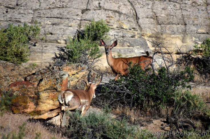 pronghorn-meets-mule-deer-wyoming