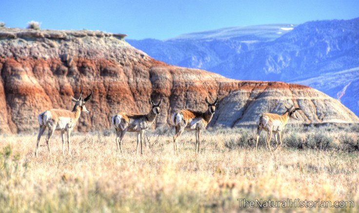 pronghorn-red-gulch-beechnut-photos-rjduff
