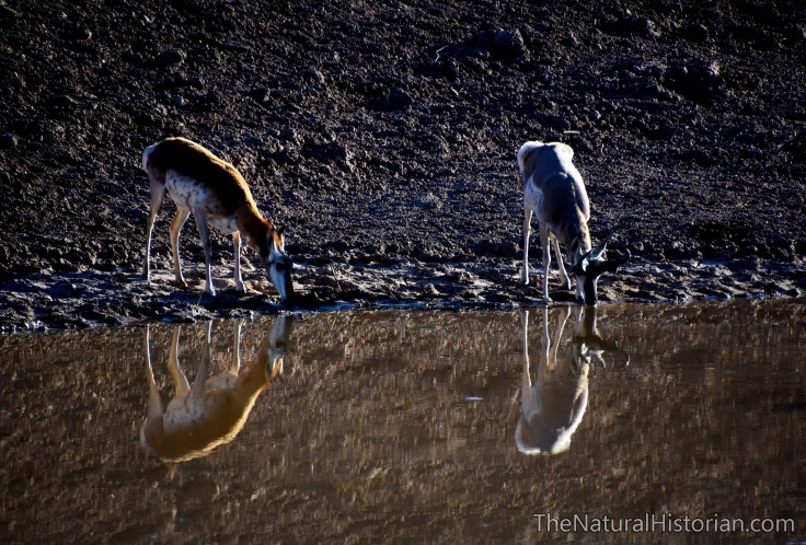 pronghorns-watering-hole-wyoming