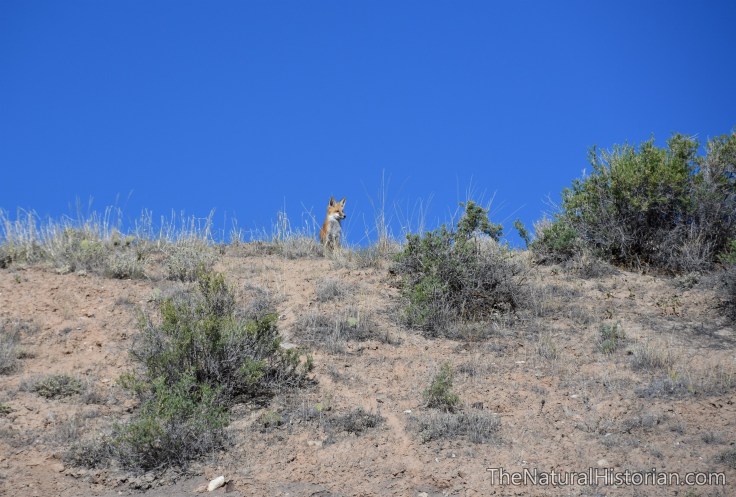 red-fox-hill-red-gulch-wyoming