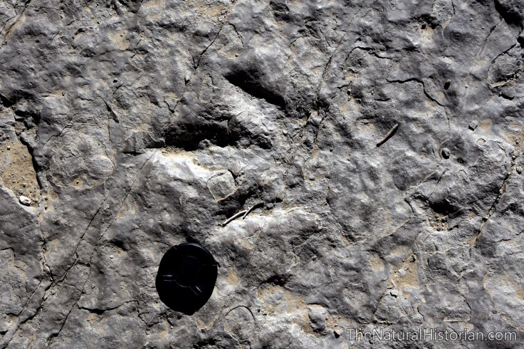 red-gulch-dinosaur-footprint-limestone
