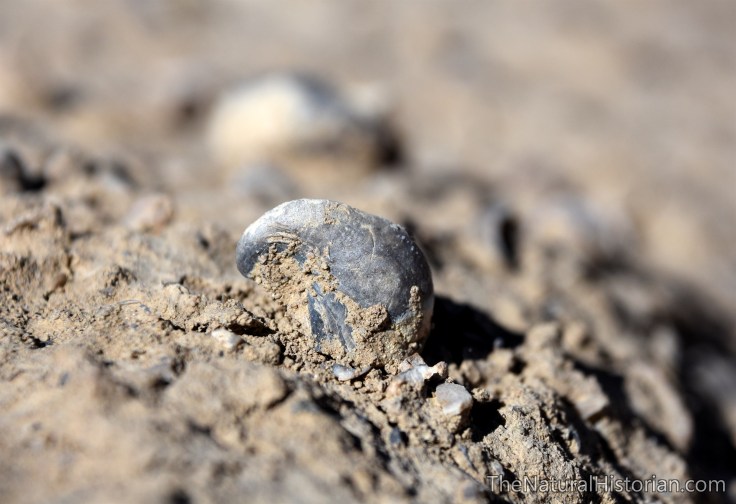 red-gulch-gryphaea-fossil-downtheroad