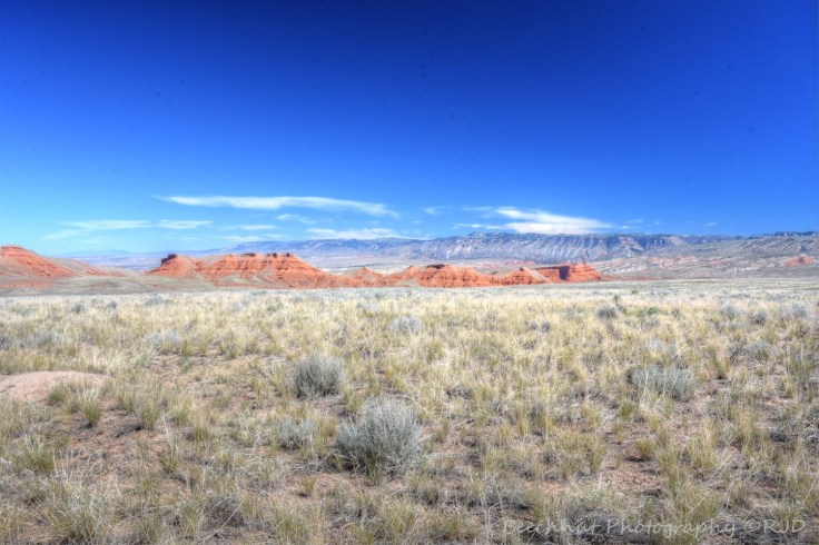 red-gulcharea-bighornmntsbeechnut-photos-rjduff