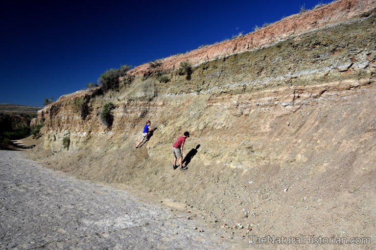 redgulch-dinosaur-trackway-huntingforfossils