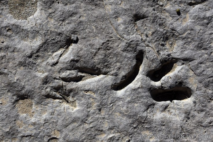 redgultch-dinosaur-track-clamshellimpression-wyoming