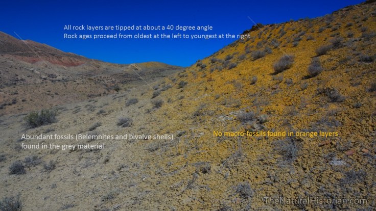 sheep-mnt-fossil-site-wyoming