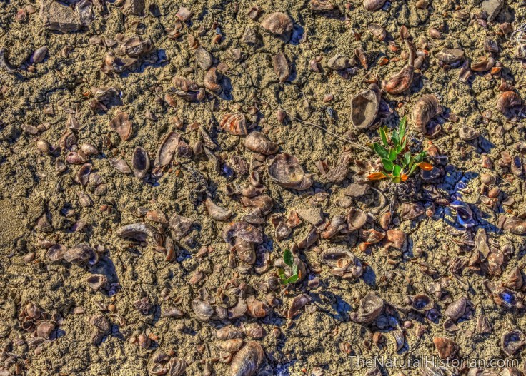 sheepmountain-gryphaea-highcontastsaturation-rjduffbeechnut-photos-rjduff