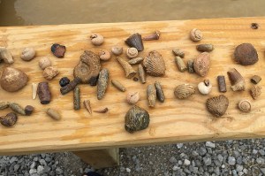 Answers in Genesis posted this picture on Twitter of the typical fossils that visitors can "find" when they buy their bag of dirt. 
