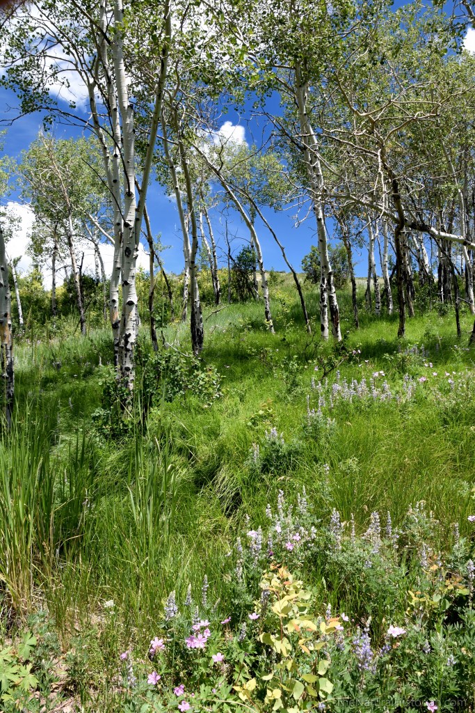 fossil-butte-hike-quarry4