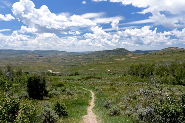 fossil-butte-hike-quarry5-wyoming2016june