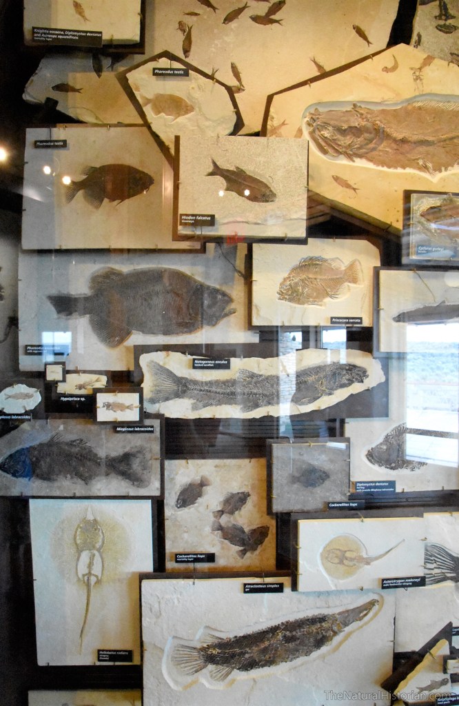fossil-butte-visitor-center-fish-diversity