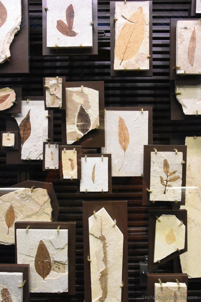 fossil-butte-visitor-center-leafdiversity