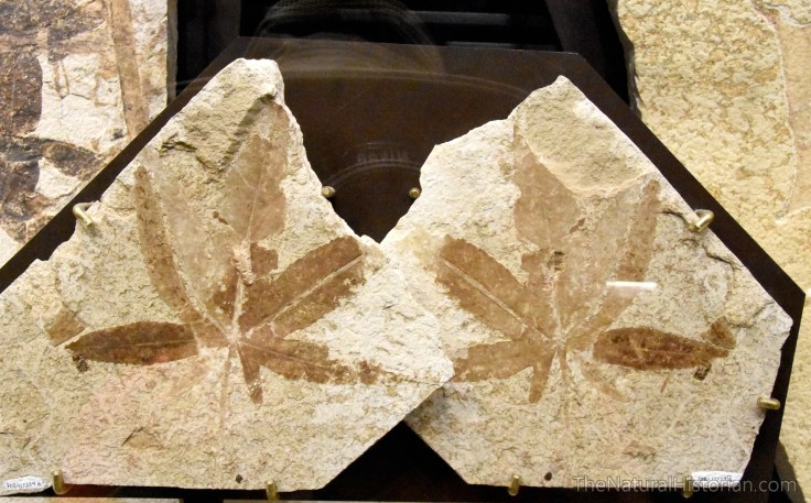 fossil-butte-visitor-center-leaves