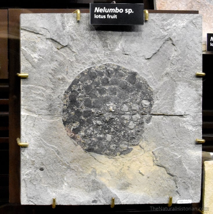 fossil-butte-visitor-center-nelumbo-fruit