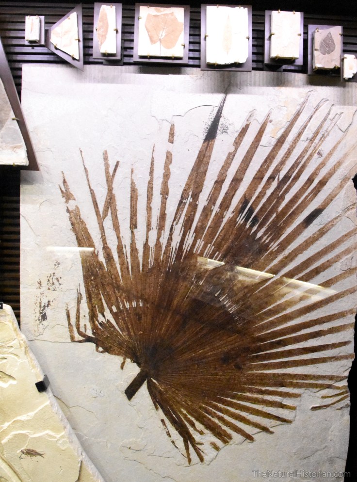 fossil-butte-visitor-center-palm-leaf