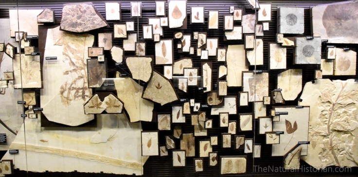 fossil-butte-visitor-center-plant-diversity