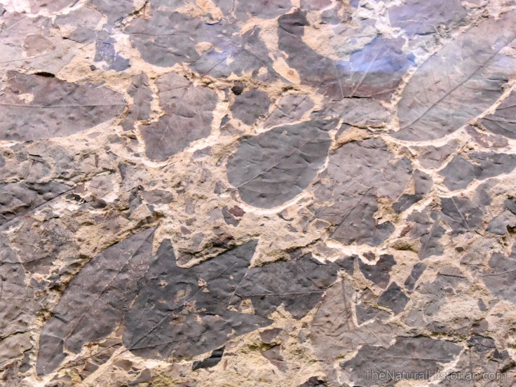 fossil-butte-visitor-center-plate-leaves