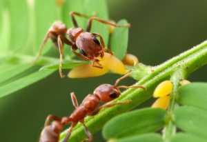 The yellow structures are called beltian bodies and are a protein/lipid rich structure produced either at the tips of the leaflets or in some species of acacias in place of some leaflets. The ants can clip these bodies off and carry them to their homes inside the thorns on these Central American acacias. The ants use them as a food source. In return the ants put up a vigorous defense of the tree including attacking any other insect or herbivore that might try to eat the leaves of the plant. In some cases the ants will even go out and cut down other plants that come in contact with the trees preventing local competition with other plants.